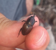 Sphenophorus crassus