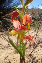 Gladiolus speciosus