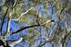 Todiramphus sanctus sanctus