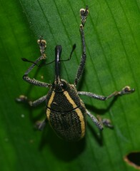 Cholus olivieri