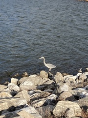 Ardea herodias