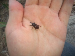 Sphenophorus crassus