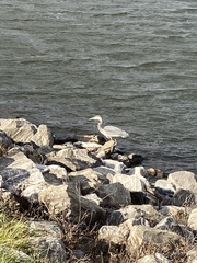 Ardea herodias