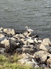 Ardea herodias