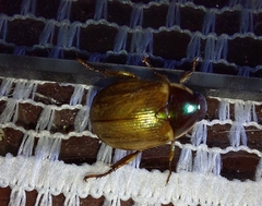 Callistethus marginatus