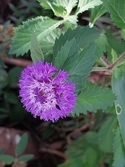 Centratherum punctatum