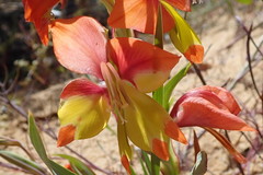 Gladiolus speciosus