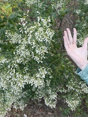 Baccharis halimifolia