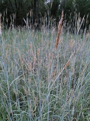 Andropogon hallii