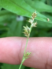 Carex laeviculmis
