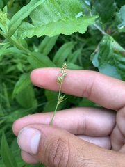 Carex laeviculmis