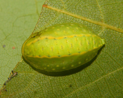 Apoda y-inversa