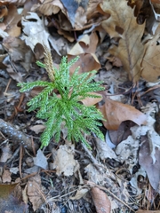 Dendrolycopodium hickeyi