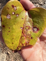 Marmara smilacisella