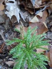 Dendrolycopodium hickeyi