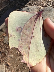 Marmara smilacisella