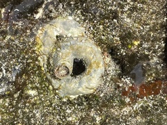 Thylacodes variabilis