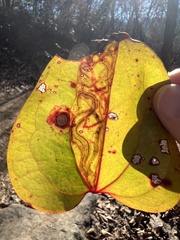 Marmara smilacisella