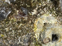 Thylacodes variabilis