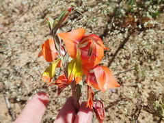 Gladiolus speciosus