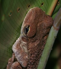 Osteocephalus taurinus