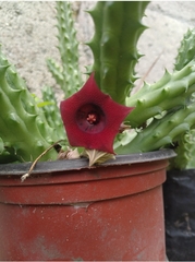 Huernia