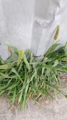 Setaria adhaerens