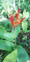 Heliconia hirsuta