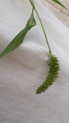 Setaria adhaerens