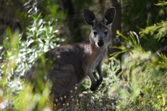 Osphranter robustus erubescens