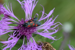 Zygaena filipendulae