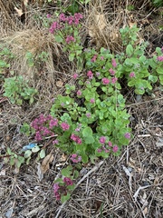 Hylotelephium telephium