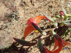Gladiolus speciosus