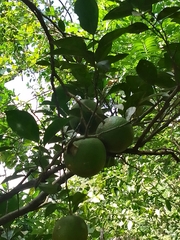 Citrus paridisi