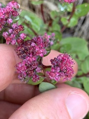 Hylotelephium telephium