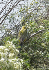 Platycercus elegans flaveolus