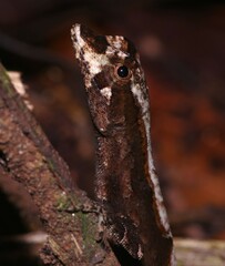 Anolis chrysolepis