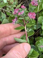 Hylotelephium telephium