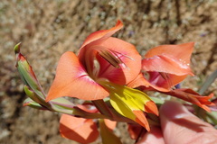 Gladiolus speciosus