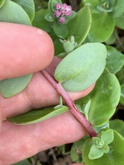 Hylotelephium telephium