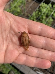 Anoplognathus concolor