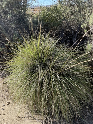 iNaturalist observation photo of deergrass