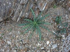 Mentzelia involucrata