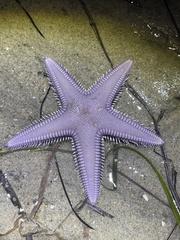 Astropecten armatus