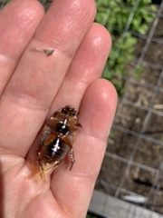 Anoplognathus concolor