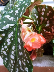 Begonia maculata