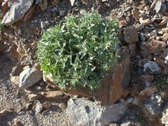 Mentzelia involucrata