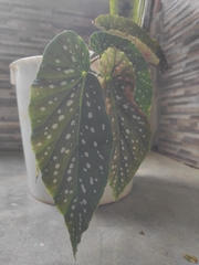 Begonia maculata