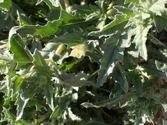 Mentzelia involucrata