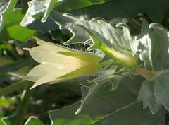 Mentzelia involucrata